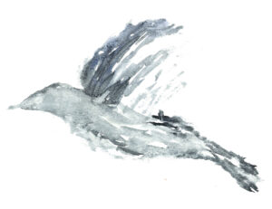 Bird in Flight. Watercolor on watercolor paper. Janice Greenwood.