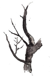 Tree. Watercolor. Janice Greenwood.