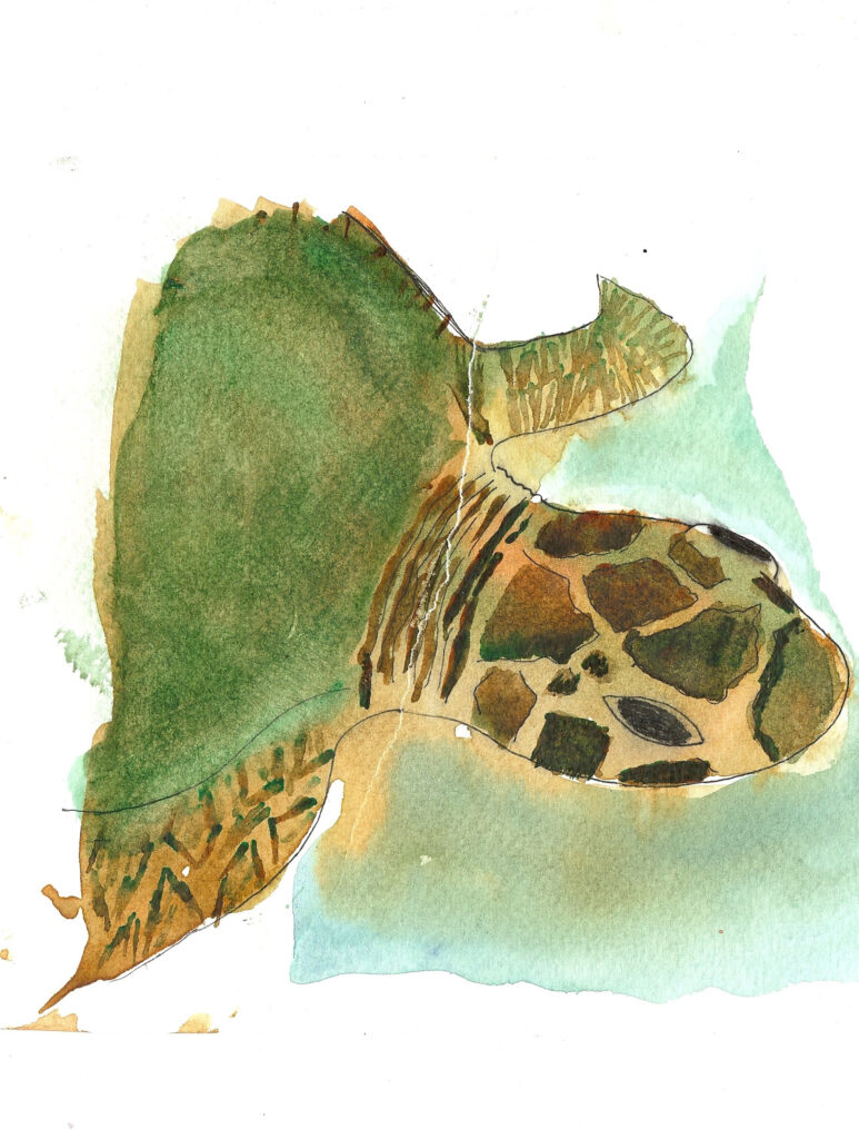 First Sea Turtle. Watercolor. Janice Greenwood. Original Art.