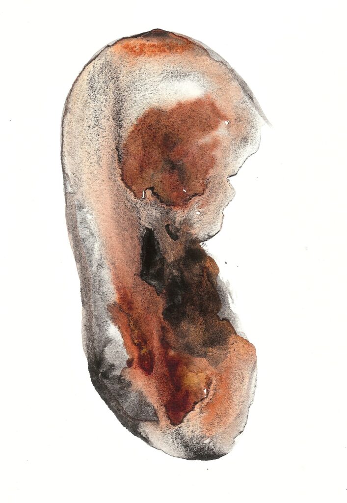 Wanting Fetus. Watercolor. Janice Greenwood. Original Art.