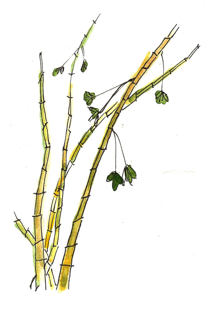 Bamboo. Watercolor. Janice Greenwood. Original Art.